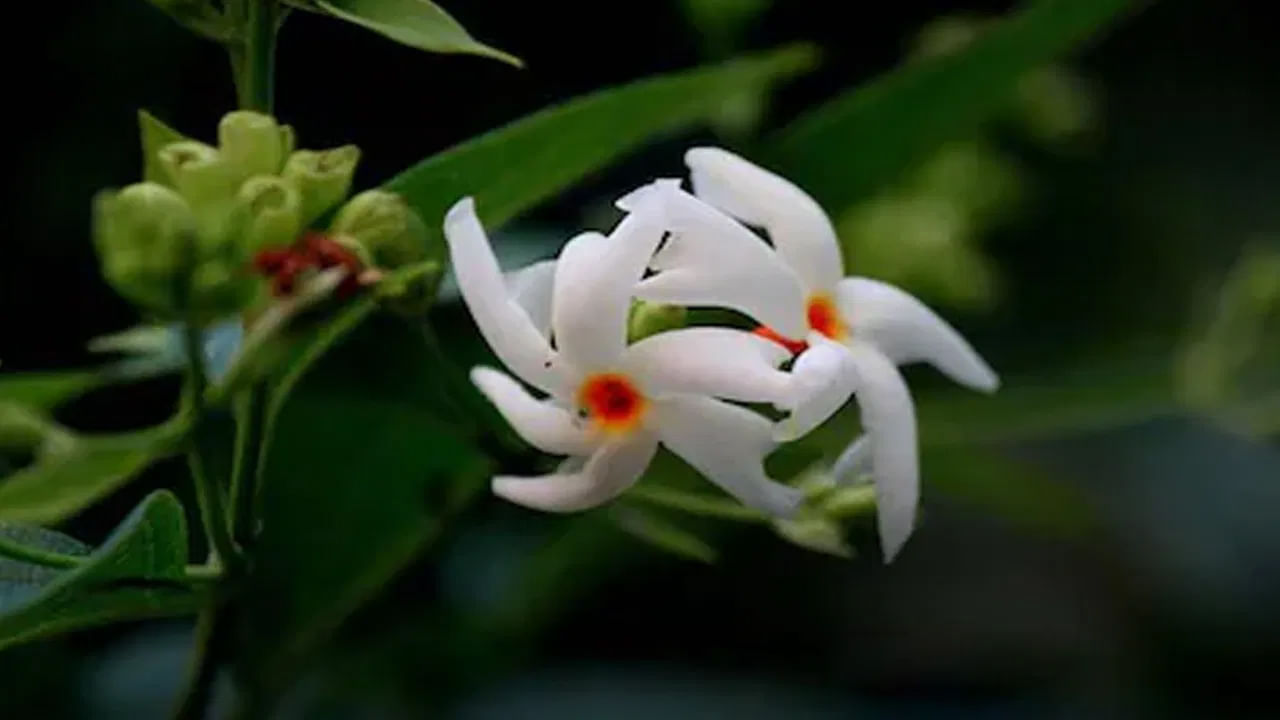 అయితే చాలా మంది ఇంటి వద్ద పారిజాతం మొక్కను పెంచుకుంటారు. అయితే ఇది ఇంటిలో ఉండటం వలన సానుకూల శక్తి ఇంటిలోకి ప్రవేశించడమే కాకుండా, ఆనందం, శ్రేయస్సు కలుగుతందని నమ్మకం.  అందుకే పారిజాతం మొక్కను ఇంట్లో పెంచుకోవడం శుభ ప్రదం అని చెబుతున్నారు వాస్తు పండితులు.