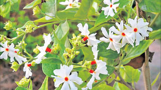 కాఫీ పొడితో మీ చర్మం కాంతివంతం.. అది ఎలా అంటే.?