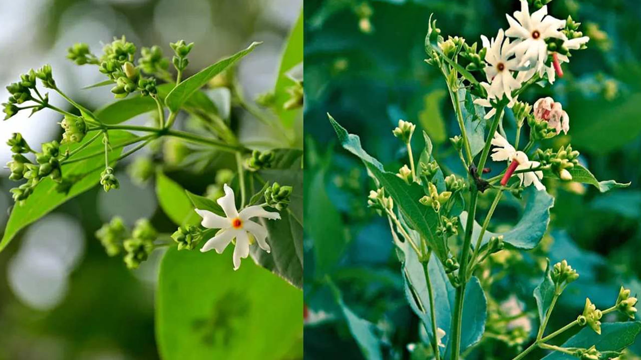 కానీ ఈ పారిజాతం మొక్కను ఇంటిలో నాటే క్రమంలో తప్పకుండా కొన్ని నియమాలను పాటించాలంట. అవి ఏవి అంటే. పారిజాతం మొక్కను ఎప్పుడూ కూడా సోమవారం, శుక్రవారం మాత్రమే ఇంటిలో నాటాలంట. దీని వలన ఇంటిలో సంపద పెరుగుతుంది.  ఇంటిలోకి పాజిటివ్ వైబ్స్ వస్తాయంట.