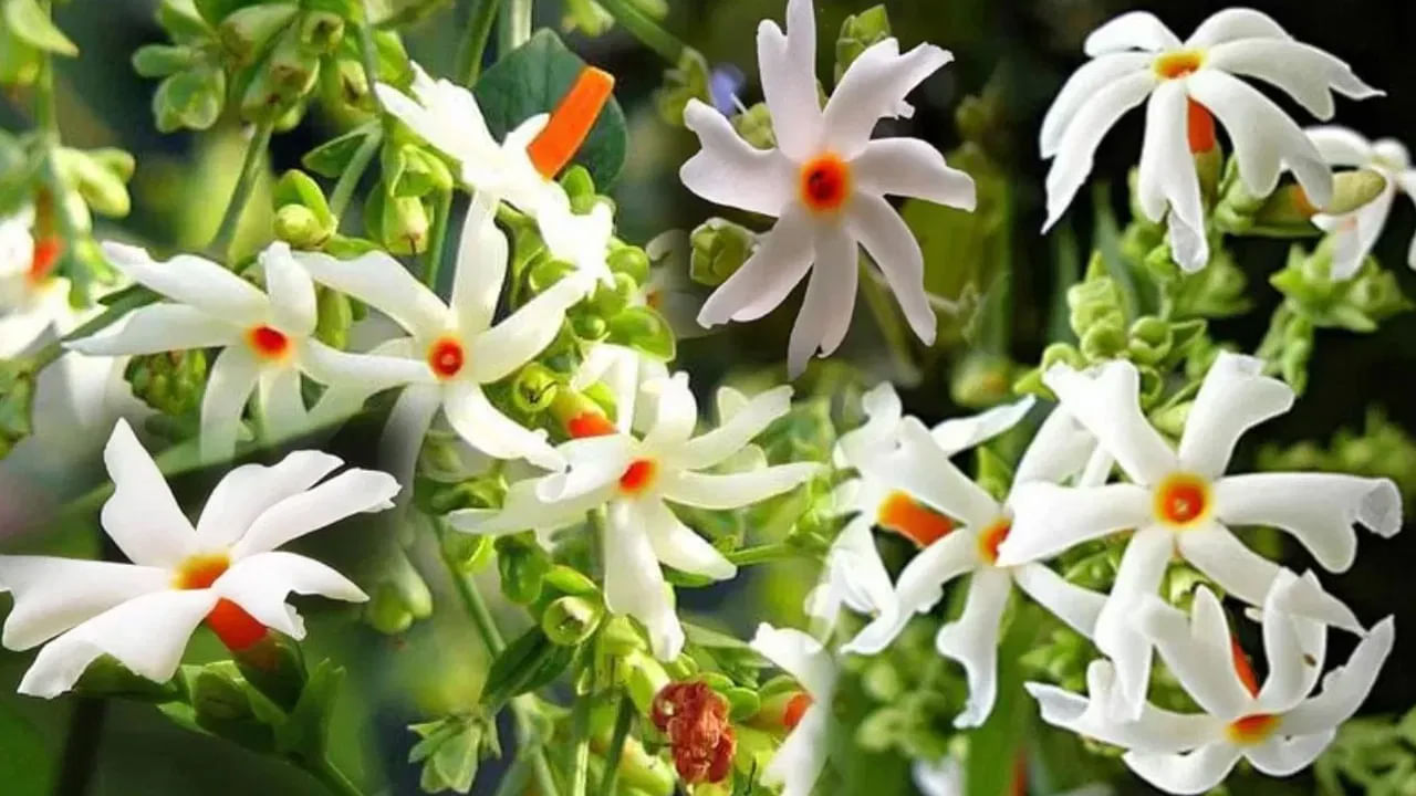 హిందూ మతంలో పారిజాత పూలకు చాలా గొప్ప మతపరమైన ప్రాముఖ్యత ఉంటుంది. ఇవి చూడటానికి చాలా చిన్నగా తెలుపు, నారింజ రంగులో ఉంటాయి. ఇక ఈ పూలు శివుడికి, ముఖ్యంగా లక్ష్మీదేవికి చాలా ప్రీతికరం. అందుకే చాలా మంది లక్ష్మీదేవికి, శివుడికి ఈ పూలు సమర్పిస్తుంటారు.