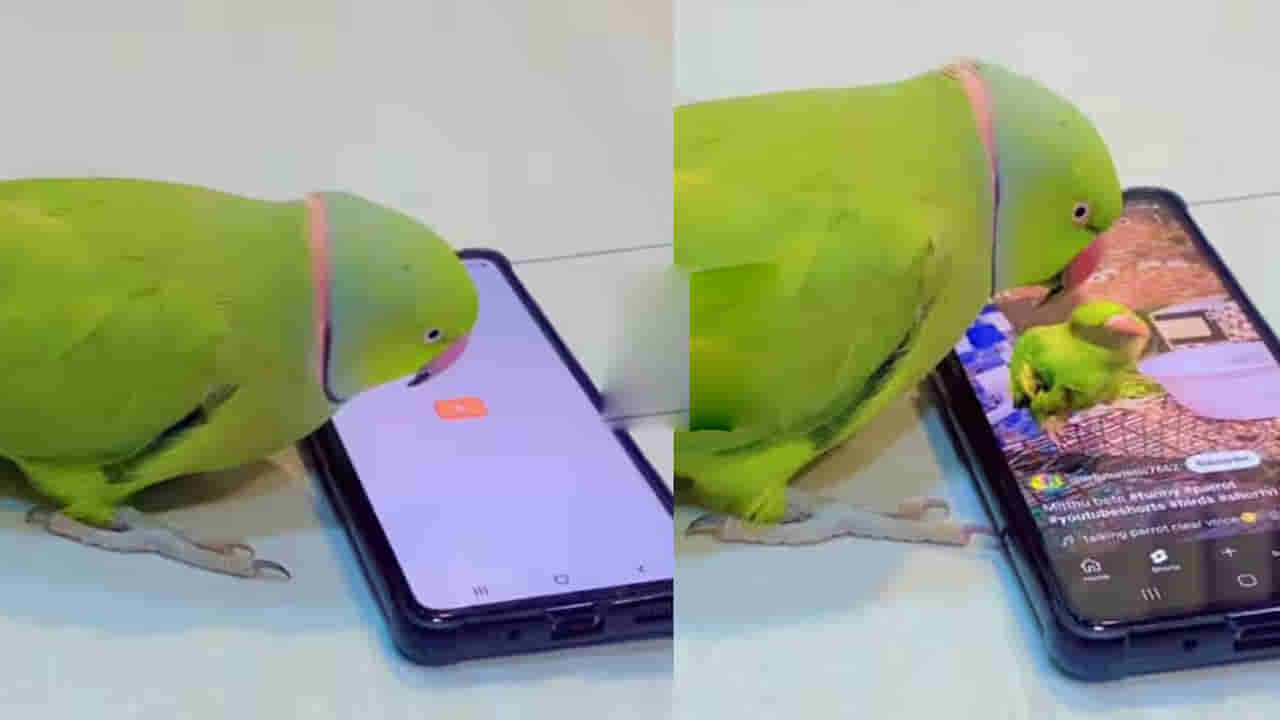 Watch: అయ్యో రామా.. రీల్స్ కి బానిసైన చిలుకమ్మ.. యూ ట్యూబ్‌లో ఏం చూస్తుందో తెలిస్తే..