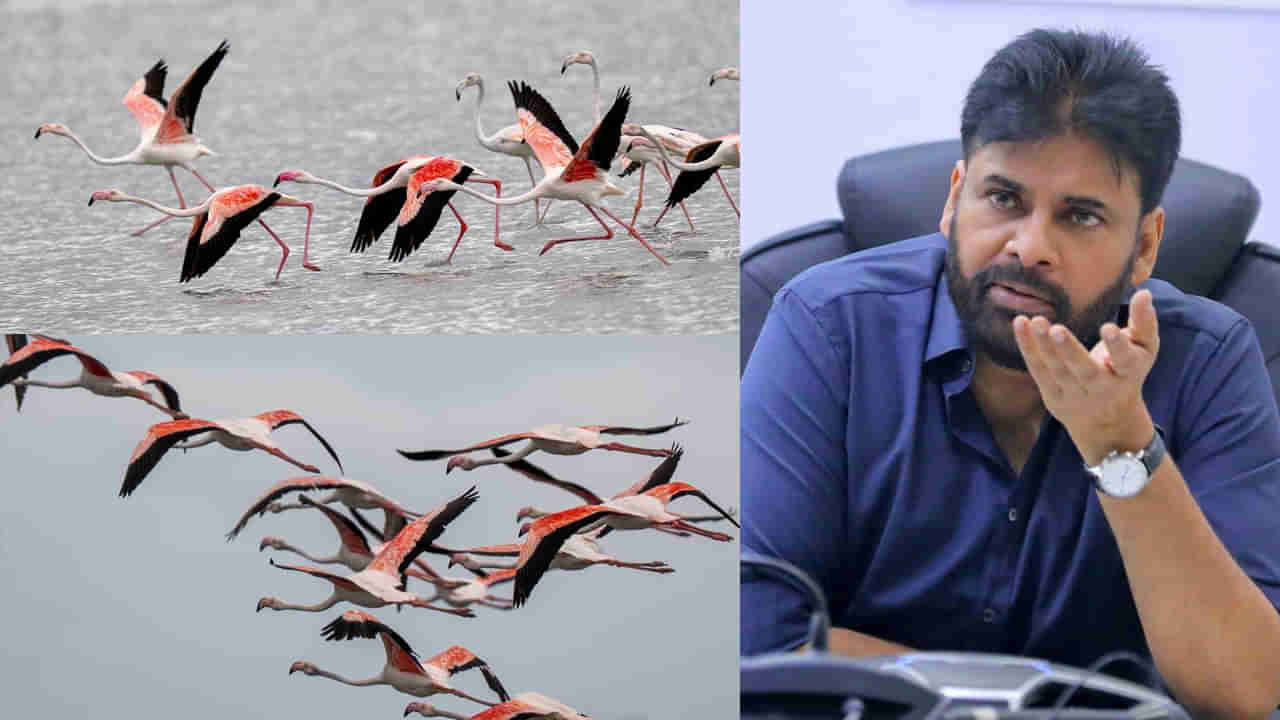 Pawan Kalyan: అతిథులొచ్చాయ్.. పులికాట్ను ఫ్లెమింగోల శాశ్వత చిరునామాగా మారుస్తాం