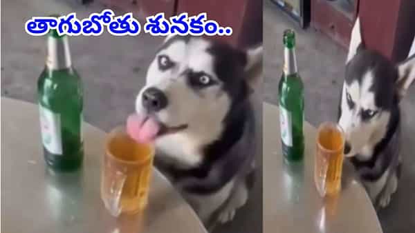 Viral Video: వార్నీ తాగుబోతు శునకం.. మత్తులో ఏం చేసిందో చూస్తే నవ్వి నవ్వి కడుపుబ్బి పోవాల్సిందే..