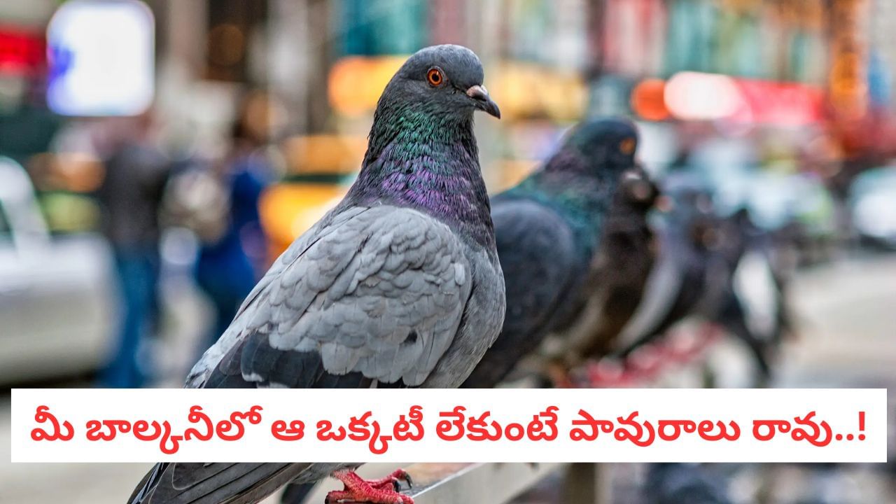 Pigeon Problem: పావురాల రెట్టలతో విసిగిపోయారా? ఈ 5 మినట్ హ్యాక్స్ మ్యాజిక్ చేస్తాయి!