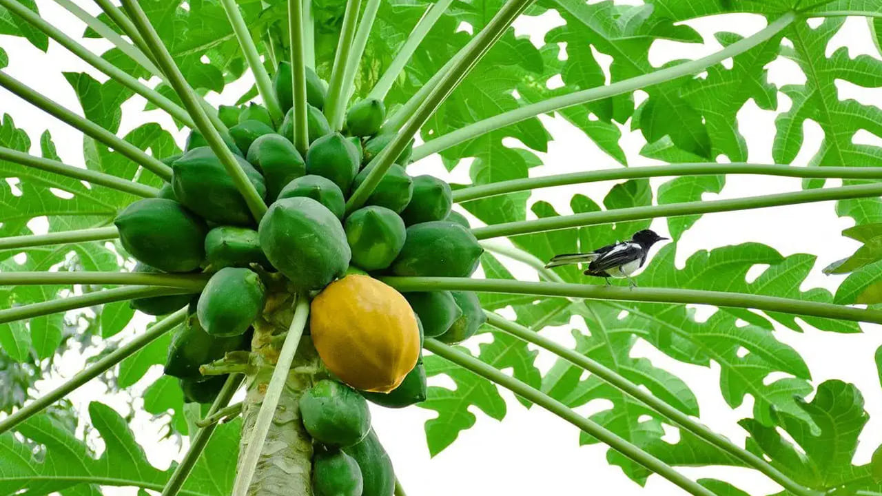 Plant Of Papaya