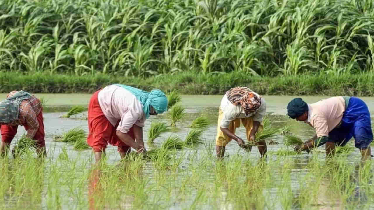 PM Kisan: 21వ విడతకు ముందు 70 లక్షల మంది రైతుల పేర్లను తొలగించిన కేంద్రం.. ఎందుకో తెలుసా?