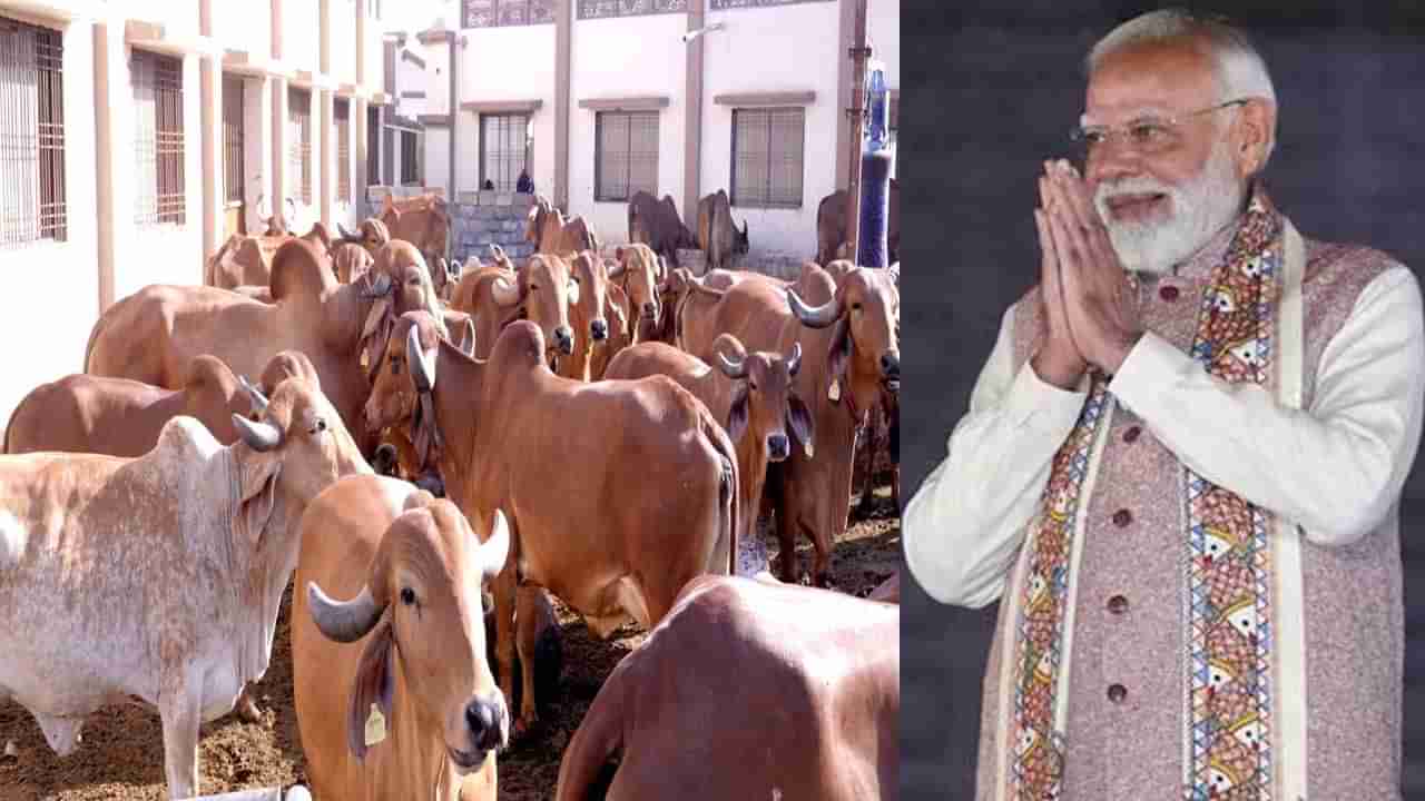 ప్రధానమంత్రి మోదీ దాతృత్వం.. పుట్టపర్తి రైతులకు విరాళంగా గుజరాత్ ఆవులు..!