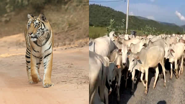 Andhra Pradesh: వామ్మో పులి.. దూడ బలి.. భయం గుప్పిట్లో ఆ గ్రామం...