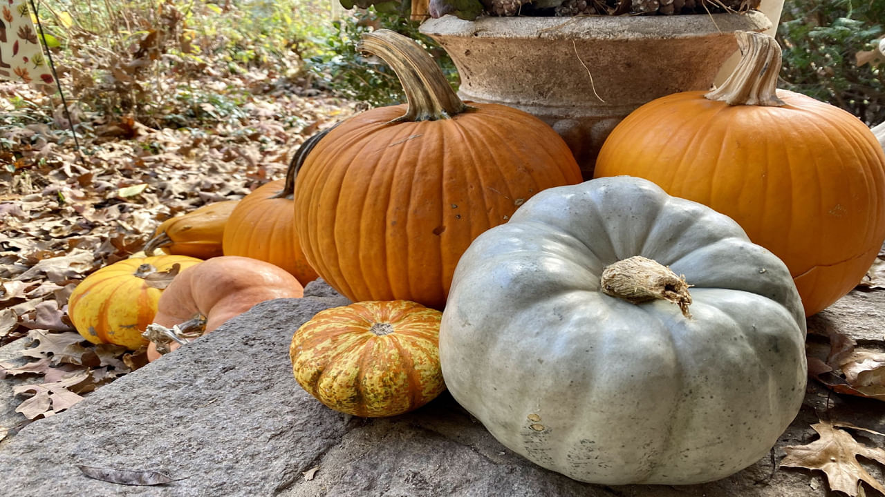 విటమిన్ ఎ మన కళ్ళు, చర్మానికి చాలా అవసరం. అలాంటి విటమిన్ ఎ గుమ్మడి కాయలో సమృద్ధిగా ఉంటుంది. గుమ్మడి కాయలోని విటమిన్ సి మన రోగనిరోధక శక్తిని పెంచుతుంది. గుమ్మడికాయ రసం బరువు తగ్గడంలో కూడా చాలా సహాయపడుతుంది.