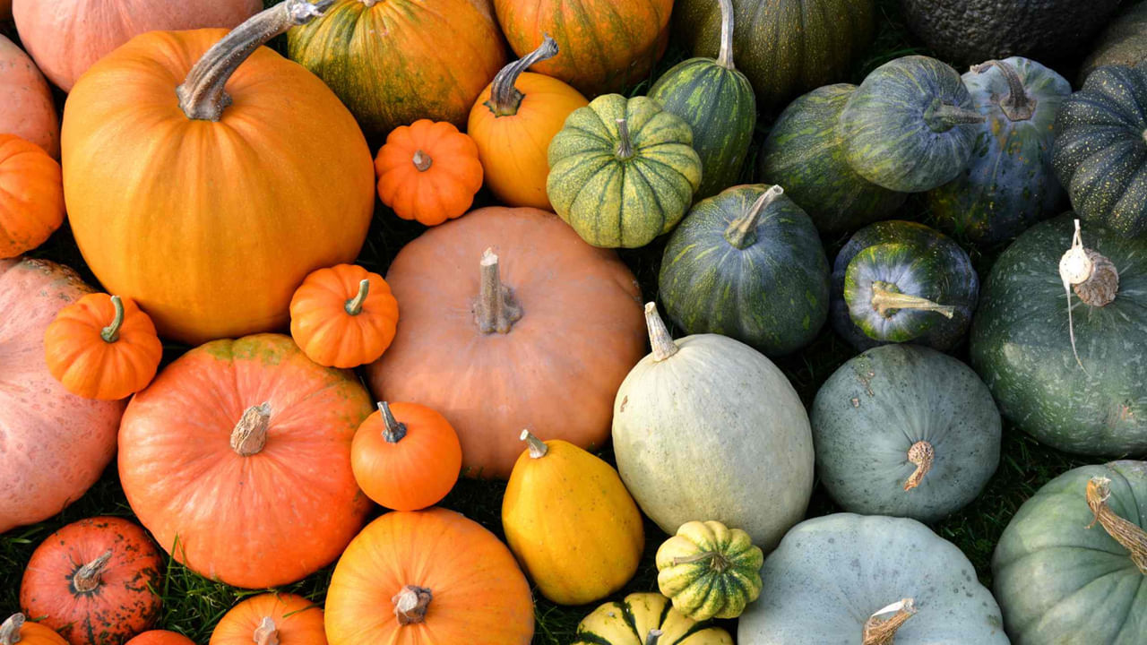 గుమ్మడికాయలో ఫైబర్ పుష్కలంగా ఉంటుంది. ఇది బరువును నిర్వహించడానికి సహాయపడుతుంది. గుమ్మడికాయ రక్తంలో చక్కెర స్థాయిలను సాధారణ స్థాయిలో నిర్వహించడానికి కూడా సహాయపడుతుంది. దాని లక్షణాల కారణంగా, ఇది గుండె జబ్బుల ప్రమాదాన్ని కూడా తగ్గిస్తుంది.