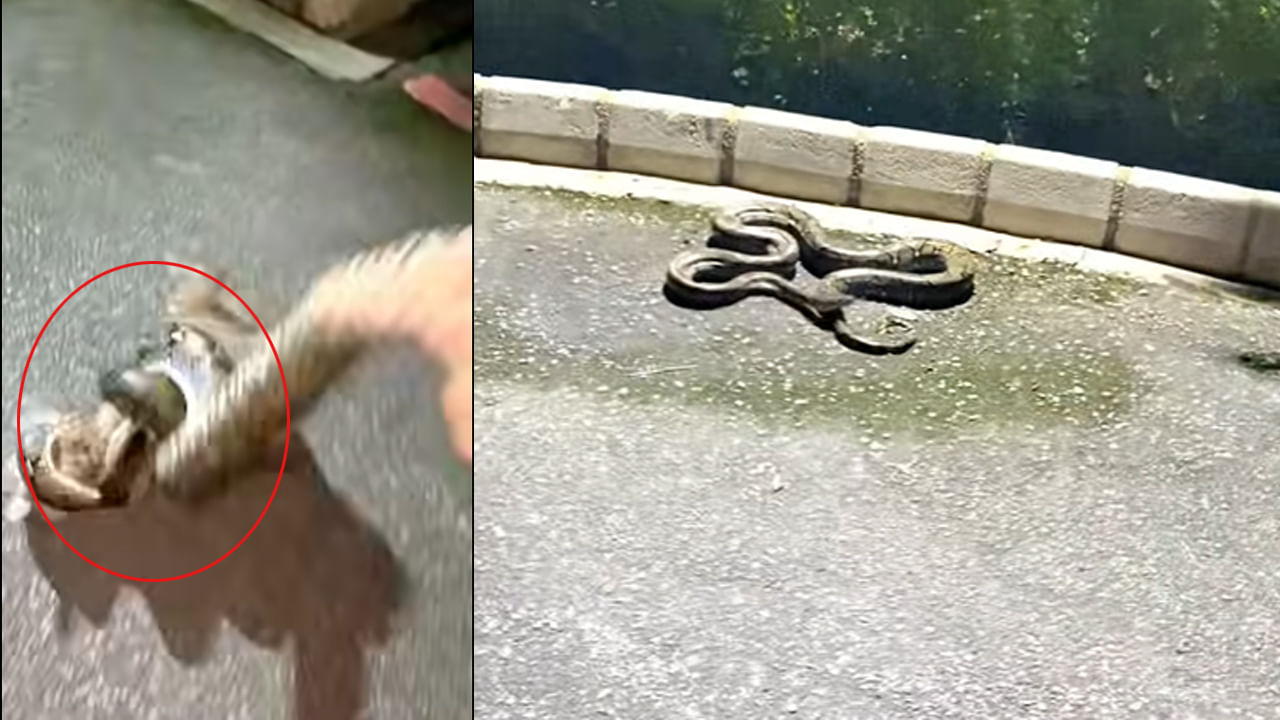 Viral Video: కొండచిలువకు కోపమొస్తే ఇంతే మరి..! వీడియో చూస్తే ఒళ్లు జలదరించాల్సిందే