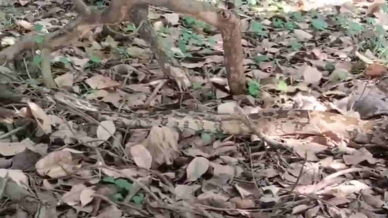 Andhra: ఏముంది.. అక్కడంతా చెత్తేగా అనుకోకండి.. పొరపాటున కాలు పెడితే ఖేల్ ఖతం..