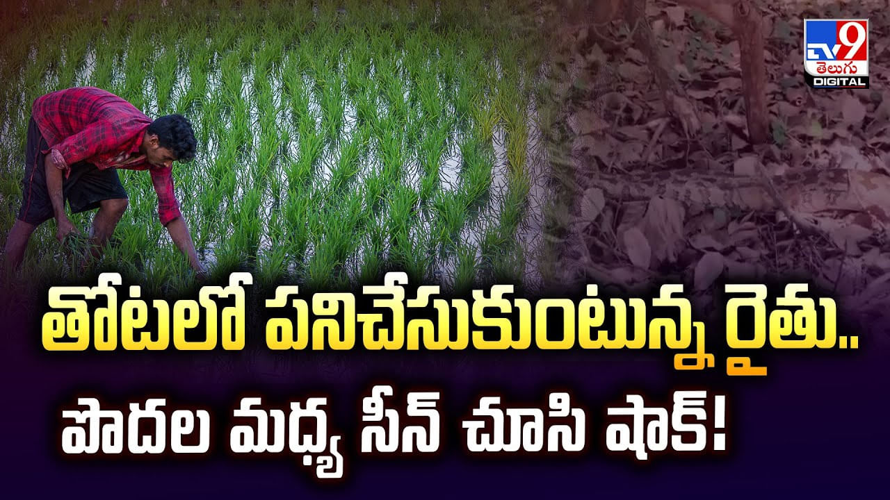 తోటలో పనిచేసుకుంటున్న రైతు.. పొదల మధ్య సీన్ చూసి షాక్ తోటలో పనిచేసుకుంటున్న రైతు.. పొదల మధ్య సీన్ చూసి షాక్