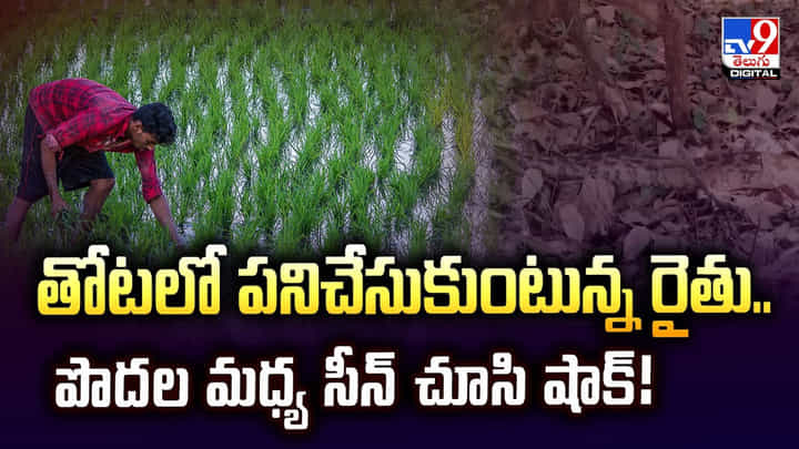 తోటలో పనిచేసుకుంటున్న రైతు.. పొదల మధ్య సీన్ చూసి షాక్ తోటలో పనిచేసుకుంటున్న రైతు.. పొదల మధ్య సీన్ చూసి షాక్