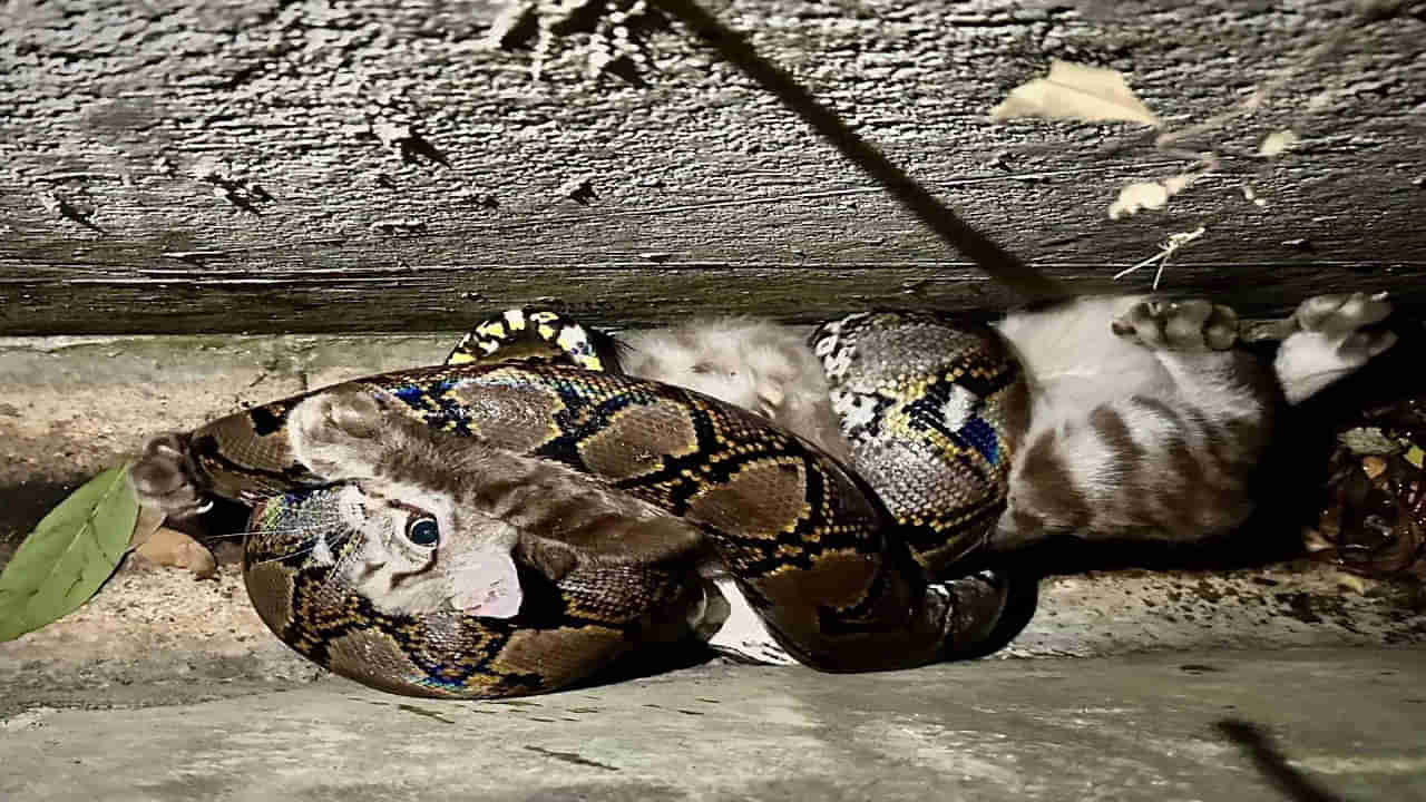 Viral Video: వామ్మో.. పిల్లిని మింగేయబోయిన కొండచిలువ... ఇంతలో ఓ వ్యక్తి చూసి ఏం చేశాడంటే...