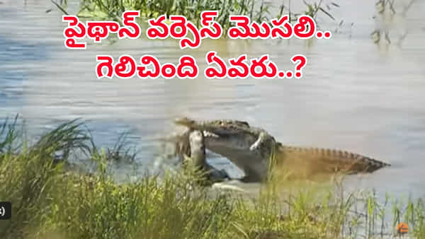 మొసలి పంటికి చిక్కిన పైథాన్.. హోరాహోరీ పోరులో గెలిచింది ఎవరో చూస్తే..