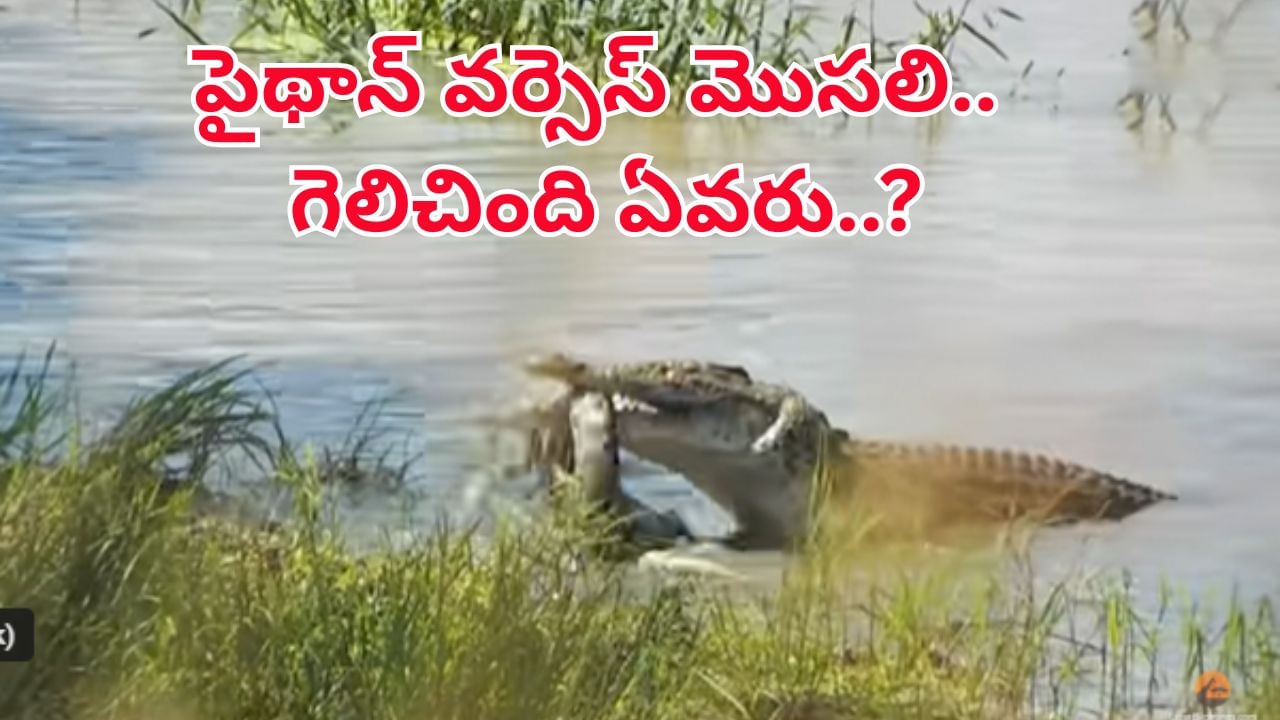 మొసలి పంటికి చిక్కిన పైథాన్.. హోరాహోరీ పోరులో గెలిచింది ఎవరో చూస్తే..