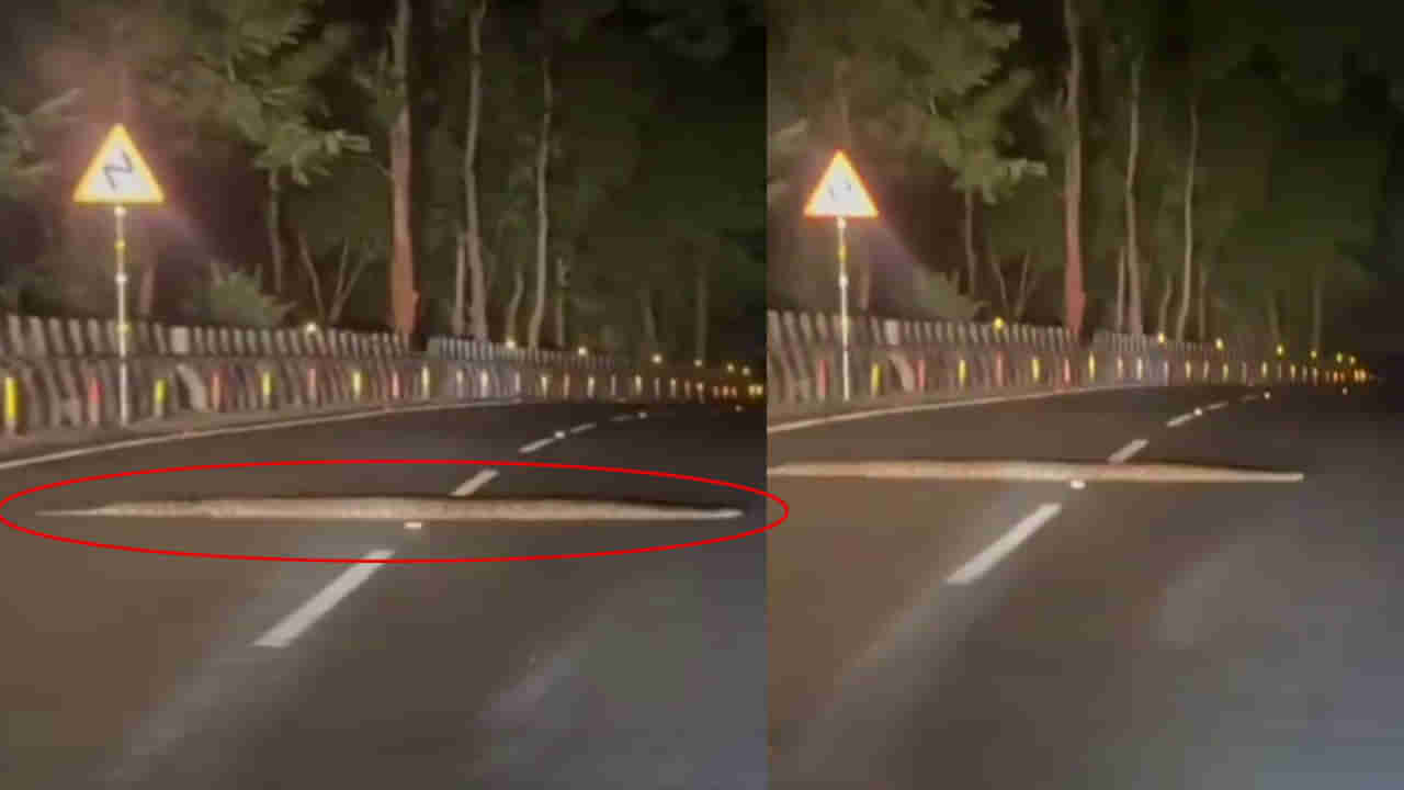 Python Video: అయ్య బాబోయ్.. ఇదేందిరా స్వామి ఇంత ఉంది.. ఎక్కడో తెలుసా..?