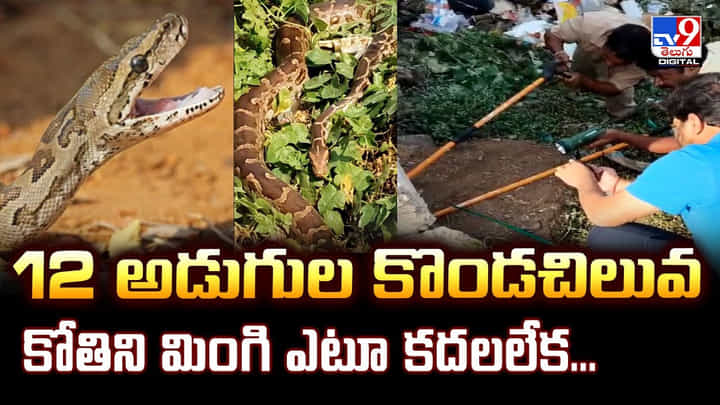 12 అడుగుల కొండచిలువ ..కోతిని మింగి ఎటూ కదలలేక వీడియో 12 అడుగుల కొండచిలువ ..కోతిని మింగి ఎటూ కదలలేక వీడియో