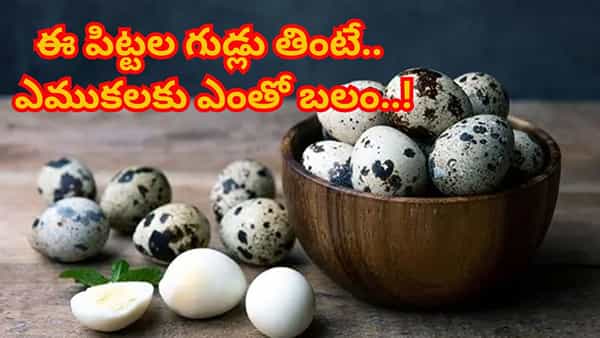 కోడిగుడ్లు కాదు.. ఈ పిట్ట గుడ్లు తింటే ఎముకలకు ఎంతో బలం..! తెలిస్తే అస్సలు విడిచిపెట్టరు..