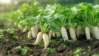 Toothpaste: మీ వయసును బట్టి ఏ టూత్‌పేస్ట్ వాడాలి.. ఎంత వాడాలో తెలుసా?