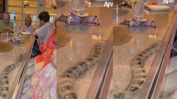 Rare Fish Sighting: రెస్టారెంట్లో కస్టమర్లకు వింత డిన్నర్.. గ్లాస్ టేబుల్ కింద కదులుతూ వచ్చిన చేప..