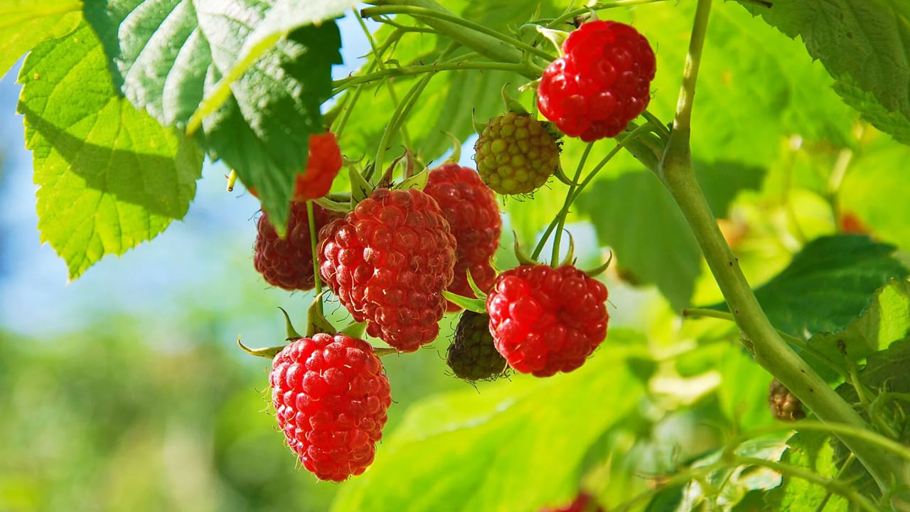రక్తంలో చెడు కొలెస్ట్రాల్‌ కూడా రాస్బెర్రీలు తగ్గించేస్తాయి. పొటాషియం ఉంటుంది ఇది రక్తపోటును నియంత్రణలో ఉంచుతుంది. రాస్ప్బెర్రీ ఒక రుచికరమైన పండు మాత్రమే కాదు..దీంతో అనేక ఆరోగ్య ప్రయోజనాలు కూడా ఉన్నాయి. ఆ ప్రయోజనాల గురించి తప్పక తెలుసుకోవాల్సిందే..