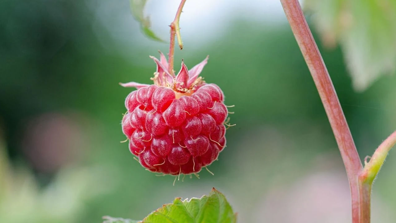 రాస్బెర్రీస్‌ యాంటీఆక్సిడెంట్లతో సమృద్ధిగా ఉంటాయి. ఇవి శరీరంలో ఫ్రీ రాడికల్స్‌తో పోరాడటానికి, ఆక్సీకరణ ఒత్తిడిని తగ్గించడానికి ముఖ్యమైనవి. రాస్బెర్రీస్‌లో అధిక స్థాయిలో ఆంథోసైనిన్లు, క్వెర్సెటిన్, విటమిన్ సి కణాలను దెబ్బతినకుండా రక్షించడంలో, రోగనిరోధక శక్తిని పెంచడంలో, గుండె జబ్బులు, క్యాన్సర్ వంటి దీర్ఘకాలిక వ్యాధుల ప్రమాదాన్ని సమర్థవంతంగా తగ్గించడంలో సహాయపడతాయి.