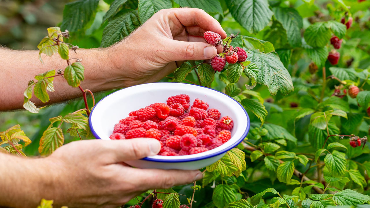 రాస్బెర్రీస్‌లలో ఫ్లేవనాయిడ్లు, పాలీఫెనాల్స్ ఉండటం రక్త ప్రసరణను మెరుగుపరచడానికి, వాపును తగ్గించడానికి,  గుండె సంబంధిత సమస్యల ప్రమాదాన్ని తగ్గించడానికి సహాయపడుతుంది. రాస్బెర్రీస్‌ తక్కువ గ్లైసెమిక్ ఇండెక్స్ కలిగి ఉంటాయి. వీటిని తినటం వల్ల రక్తంలో చక్కెర స్థాయిలు స్థిరంగా ఉంటాయి. 