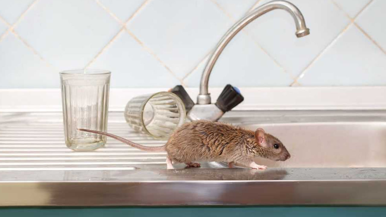 ఆహారం: రెండో విషయం ఏంటంటే.. ఆహరం.. మీ ఇంట్లో ఎక్కడ పడితే అక్కడ ఆహారం పెట్టడం, లేదా తిని ఇంట్లో పడేయడం చేస్తే.. అవి ఎలుకలను ఆకర్షిస్తాయి. వాటిని ఎలుకలు చూస్తే.. అవి ఇంట్లోకి ప్రవేశించి.. వాటిని తినేందుకు ప్రయత్నిస్తాయి. ఈ సమస్యకు చెక్ పెట్టేందుకు మీరు ఆహారాన్ని మూతపెట్టిన పాత్రలో ఉంచండి.