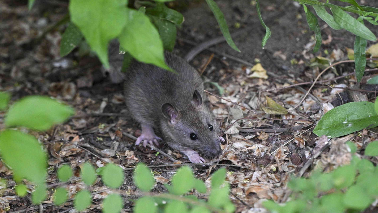 నీరు: అన్ని జంతువుల మాదిరిగానే, ఎలుకలకు నీరు అవసరం. లోపల, లీకేజీ పైపులు, బూజు పట్టే బేస్మెంట్లు లేదా సింక్ల కింద తడిగా ఉన్న ప్రదేశాలు ఎలుకల జీవనానికి అనువుగా ఉంటాయి.అలాగే మీ సింక్ పైప్ హోల్స్ కూడా వాటిని ఆకర్షిస్తాయి. దీనికి చెక్ పెట్టేందుకు లీకేజీలను వెంటనే సరిచేయండి. తడిగా ఉన్న ప్రాంతాలను సరైన వెంటిలేషన్ లేదా డీహ్యూమిడిఫైయర్తో పొడిగా మార్చండి. మీ ఇంటి బయట నీళ్లు మలిస్తే వాటిని వెంటనే క్లియర్ చేసి శుభ్రంగా ఉంచుకోండి.