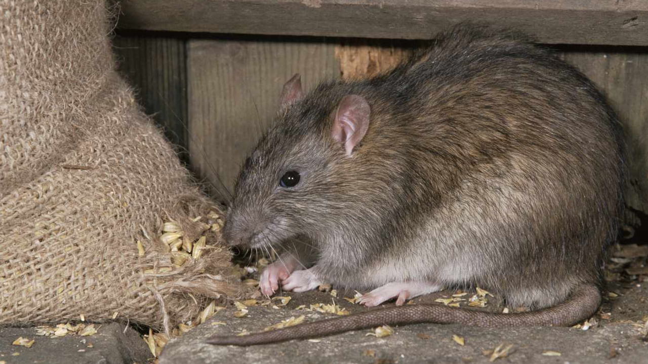 ఆశ్రయం: ఎలుకలు గూడు కట్టుకోవడానికి , సురక్షితంగా ఉండటానికి అనువైన ప్రదేశాల కోసం వెతుకుతాయి. చిందరవందరగా ఉన్న ప్రాంతాలు, చెక్క కుప్పలు, లేదా నిత్యావసర వస్తువులను నిల్వ చేసిన ప్రదేశాలను అవి ఎక్కువగా ఎంచుకుంటాయి. ఎలుకలు గోడలు లేదా క్యాబినెట్ల లోపల గూడు కట్టుకోవడం ప్రారంభించిన తర్వాత నిజమైన ప్రమాదం ప్రారంభమవుతుంది. ఎలుకలు వేగంగా పునరుత్పత్తి చేస్తాయి. దీంతో ఒక్క ఎలుక ఉన్న చోట అనేకం పుట్టుకొస్తాయి.