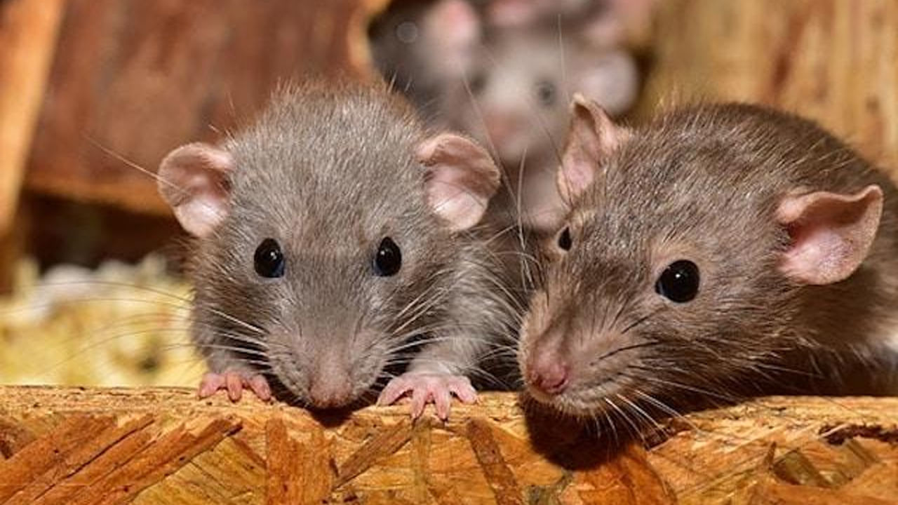 ప్రవేశ మార్గాలు: ఎలుకలు సాధారణంగా ఇళ్లలోకి ప్రవేశించడానికి కష్టపడవు. అవి సులభమైన మార్గాన్ని వెతుకుతాయి. మీ ఇంట్లో పగుళ్లు లేదా రంధ్రాలు ఉంటే, అవి ఎలుకలకు సులభమైన ప్రవేశ మార్గంగా మారుతాయి. పునాదులు, కిటికీలు, తలుపుల చుట్టూ లేదా పైకప్పు వంటి ప్రదేశాలలో ఉండే చిన్న ఖాళీలను కూడా అవి ఉపయోగించుకొని ఇంట్లోకి దూరుతాయి.