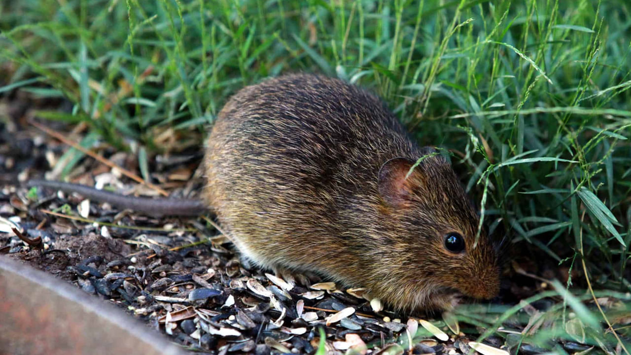 ఇంటి బయట చిందరవందరల ప్రదేశాలు: మీ ఇంటి బయట చిందరవందరంగా ఉండే ప్రదేశాలు ఎలుకలను ఎక్కువగా ఆకర్షిస్తాయి. ఇంటి ముందు ఎక్కువగా చెల్ల, చెట్ల పొదలు ఉంటే అవి ఎలుకలకు ఆశ్రయంగా మారుతాయి. అక్కడి నుంచి అవి ఈజీగా ఇళ్లలోకి చొరబడుతాయి.