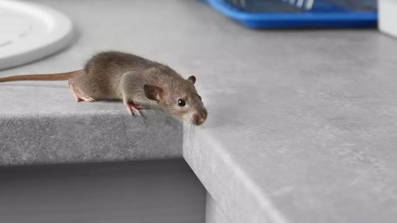 వెచ్చదనం: శీతాకాలంలో ఎలుకలు ఎక్కువగా ఇంట్లోకి రావడానికి ప్రధాన కారణం వెచ్చదనం. చలికాలంలో బయట ఉష్ణోగ్రతలు పడిపోతాయి, దీంతో ఎలుకలు వెచ్చదనం కోసం వెతుకుతాయి. అలాంటప్పుడు అవి మీ ఇంట్లోకి దూరుతాయి. ఇంట్లోని అటక లేదా గోడలలోని ఖాళీ ప్రదేశాలను ఆశ్రయంగా చేసుకొని జీవనం సాగిస్తాయి.