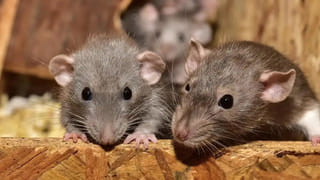 చికెన్, మటన్ లివర్ ఇష్టంగా తింటున్నారా..? వామ్మో జాగ్రత్త