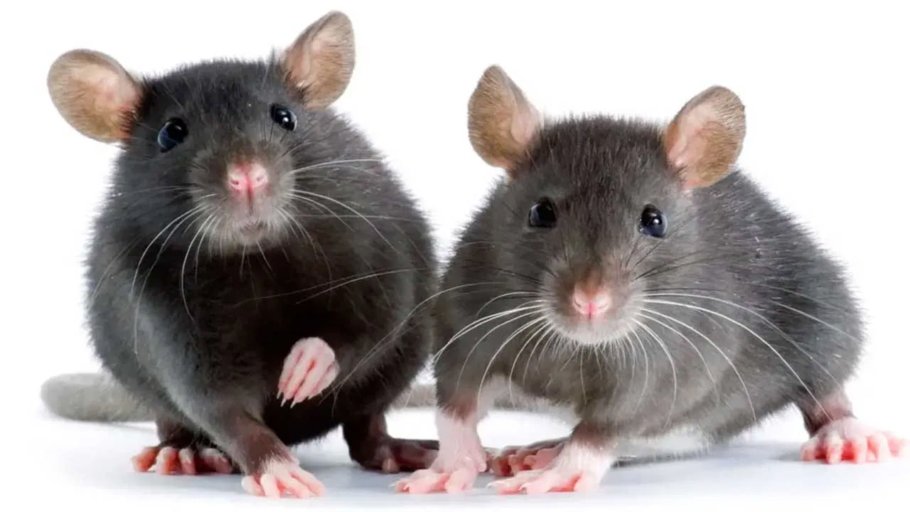 ఎలుకలు చిన్నగా కనిపించినా , అవి కలిగించే సమస్యలు వర్ణనాతీతం. అవి ఇళ్లలోకి, దుకాణాలలోకి ప్రవేశించిన తర్వాత, ఆ ప్రదేశాన్ని గందరగోళంగా మారుస్తాయి. ఇంట్లో పండ్లు, కూరగాయలు, ఇతర ఆహార పదార్థాలను తినడంతో పాటు, అవి బట్టలు, టీవీ వైర్లు, రిఫ్రిజిరేటర్ వైర్లను కూడా కొరికి తింటాయి.