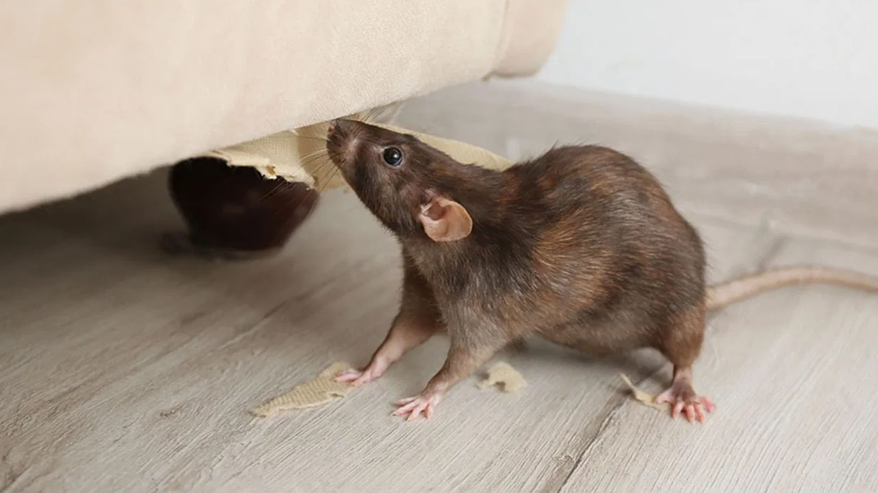  నారింజ తొక్కలు ఎలుకలను తరిమికొట్టడంలో చాలా ప్రభావవంతంగా ఉంటాయి. ఎలుకలు బలమైన వాసనలను ఇష్టపడవు. నారింజ తొక్కలు బలమైన, ఘాటైన వాసన కలిగి ఉంటాయి. దీని వలన ఎలుకలు వాటి నుండి దూరంగా పారిపోతాయి. కాబట్టి ఎలుకలు తిరిగే ప్రదేశాలలో నారింజ తొక్కలను ఉంచండి.