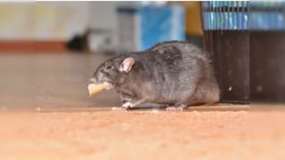 Chicken: చికెన్‌ను ఫ్రిజ్‌లో ఎన్ని రోజులు పెట్టొచ్చు.. ఈ తప్పులు చేశారో మీ పని అయిపోయినట్లే