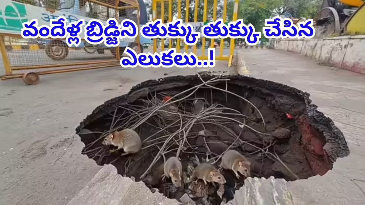 శుభ్రతలో నెంబర్వన్ నగరంలో ఎలుకల బెడద..! వందేళ్ల బ్రిడ్జిని తుక్కుతుక్కుగా కొరికేశాయ్..
