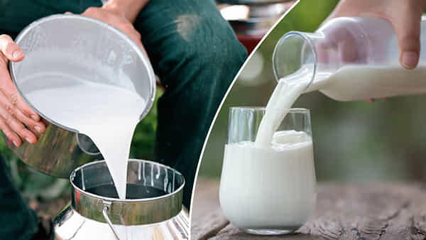 Raw Milk Effects: శరీరంలోకి ప్రమాదకర ఇన్ఫెక్షన్.. పచ్చి పాలు ఎంత డేంజరో తెలుసా..?