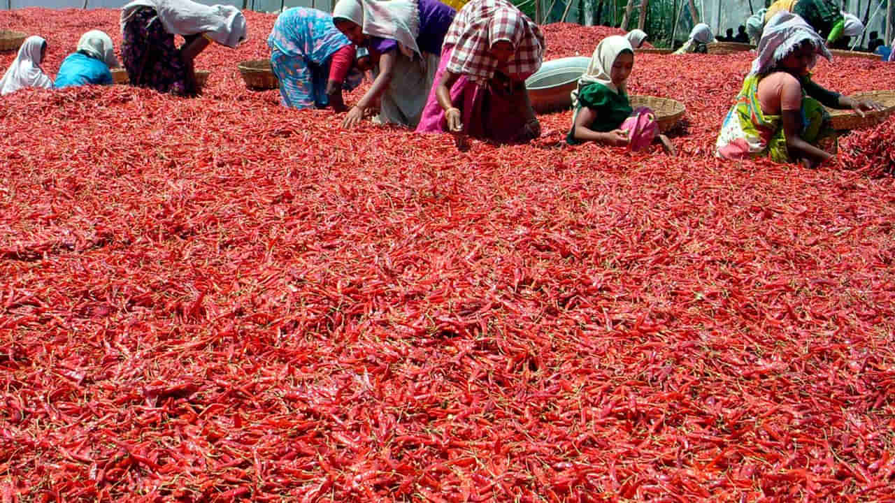 Mirchi Price: మిర్చి రైతన్నలూ మీకే ఈ గుడ్ న్యూస్.. ధర ఓ రేంజ్లో పెరిగింది..