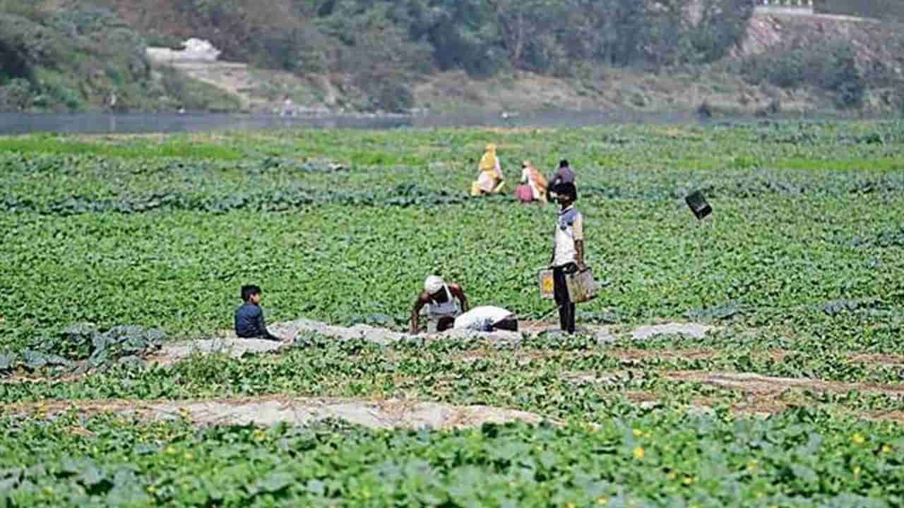 Viral: పొలానికి వెళ్లే రైతులకు చెరువు గట్టుపై ఏదో కనిపించింది.. అటు ఓ లుక్కేసి చూడగా