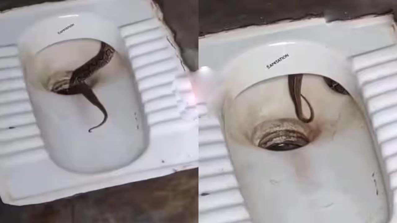 Snake In Toilet: టాయిలెట్ కమోడ్లో వింత శబ్ధాలు.. తీరా చూస్తే గుండె జారిపోయింది..!