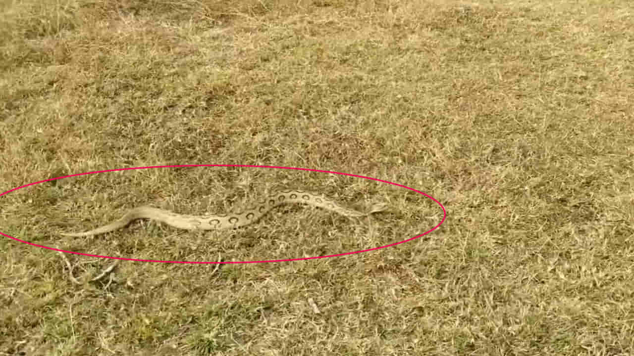 Snake Video: వామ్మో.. బుస కొడుతూ రక్తపింజర ఎంత వేగంగా వెళ్తుందో చూడండి...