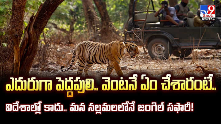 నల్లమలలో జంగిల్ సఫారీ.. ఎదురుగా పెద్దపులి.. కట్ చేస్తే నల్లమలలో జంగిల్ సఫారీ.. ఎదురుగా పెద్దపులి.. కట్ చేస్తే