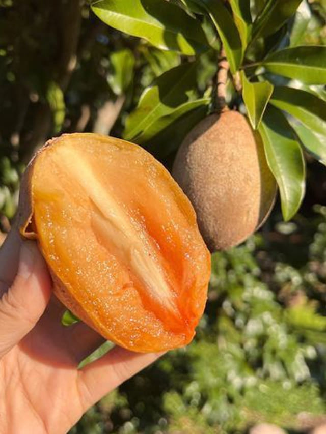 ఇష్టంగా తినే సపోటా చరిత్ర తెలుసా.. ఈ పండుతో వెలకట్టలేనన్ని లాభాలు!