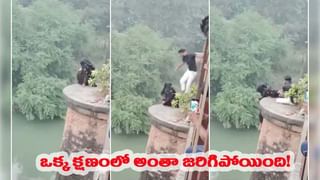 Dog Breeds: చూడ్డానికి బక్కచిక్కిన మేకల్లా ఉన్నాయని మోసపోయేరు.. ఈ డాగ్స్ స్పెషాలిటీ ఇదే..