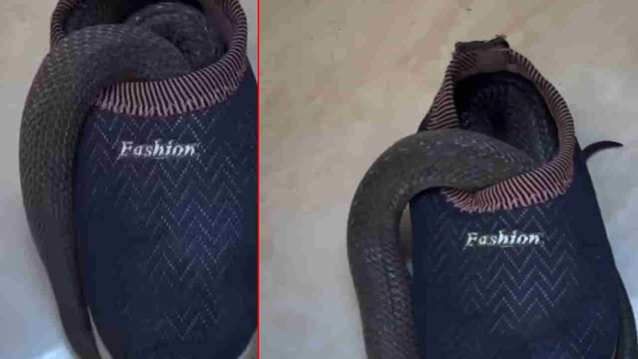 Viral Video: కదులుతూ కనిపించిన షూ..! కర్రతో కదిపి చూడగా.. వామ్మో..