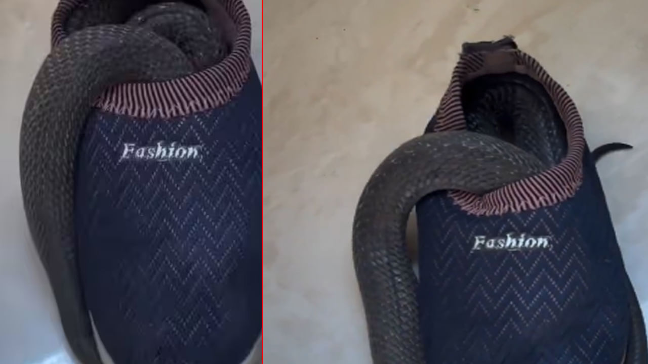 Viral Video: కదులుతూ కనిపించిన షూ..! కర్రతో కదిపి చూడగా.. వామ్మో..